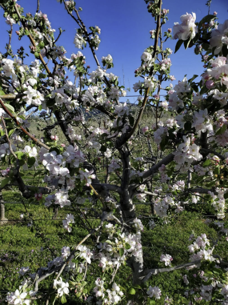 Apple blossoms in full spring bloom