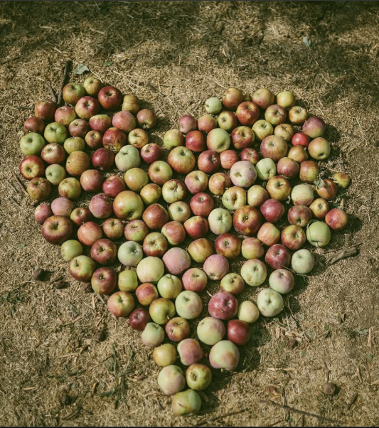 Apples arranged in the shape of a heart on the orchard floor