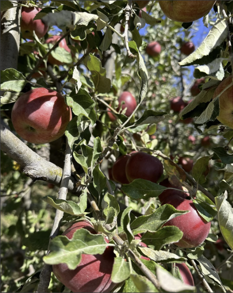 Deep red apples ripening on a leafy branch