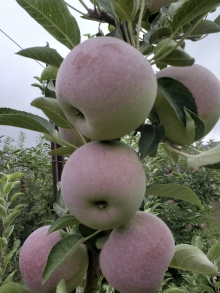 Ripe pink apples hanging on trellis
