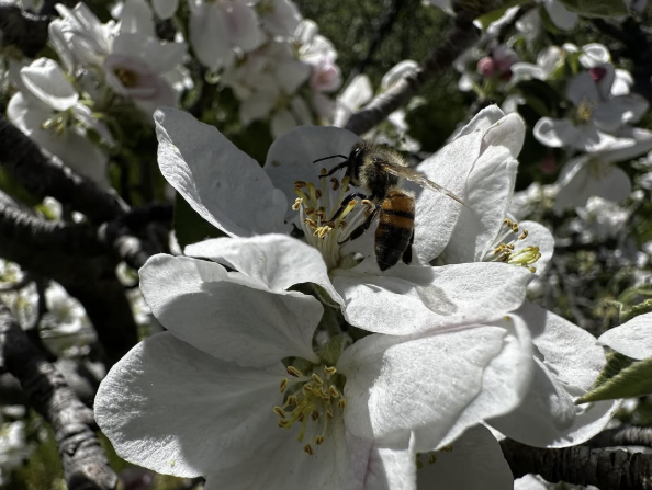 Honeybee pollinating an apple blossom