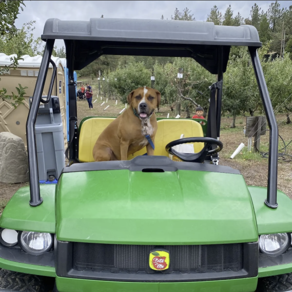 Happy dog riding in the farm's John Deere Gator