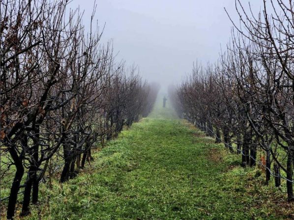 Misty foggy orchard rows at dawn