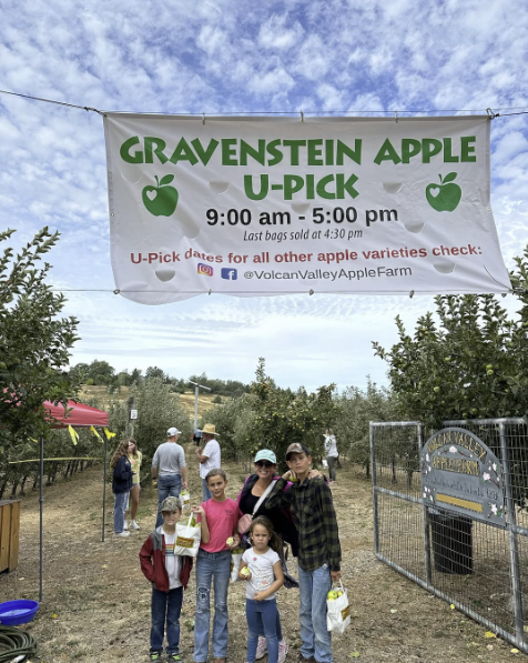 Gravenstein U-Pick sign with families arriving