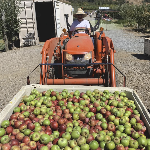 Tractor with overflowing bin of freshly harvested apples