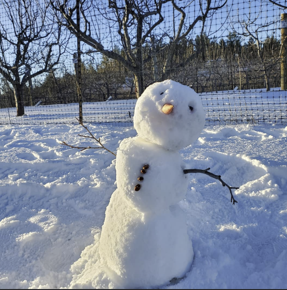 Snowman built by visitors in the snow-covered orchard
