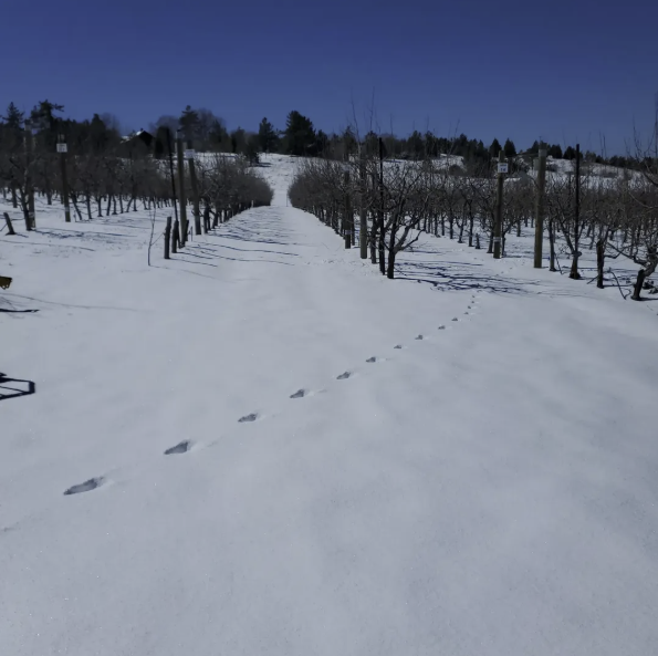 Orchard rows blanketed in snow under a brilliant blue sky