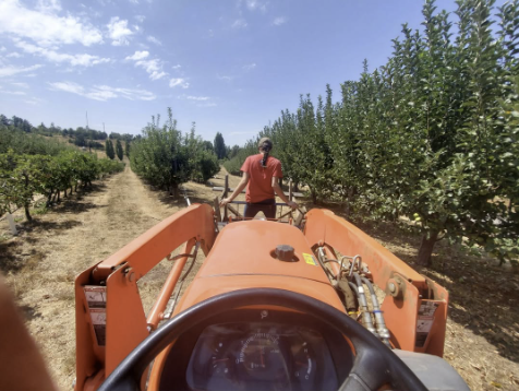 Farm hand on orange tractor moving through orchard rows
