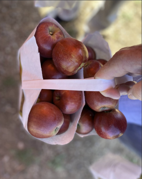 Hand holding a full bag of freshly picked apples